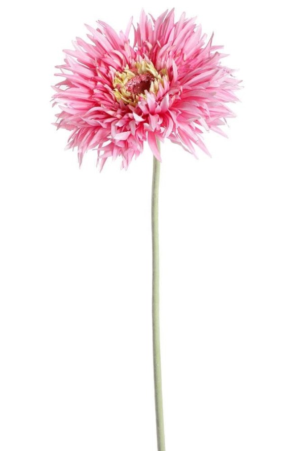 GERBERA AMAZONICA