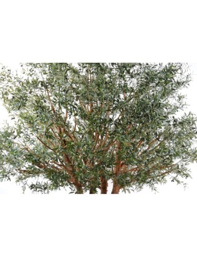 OLIVIER TREE