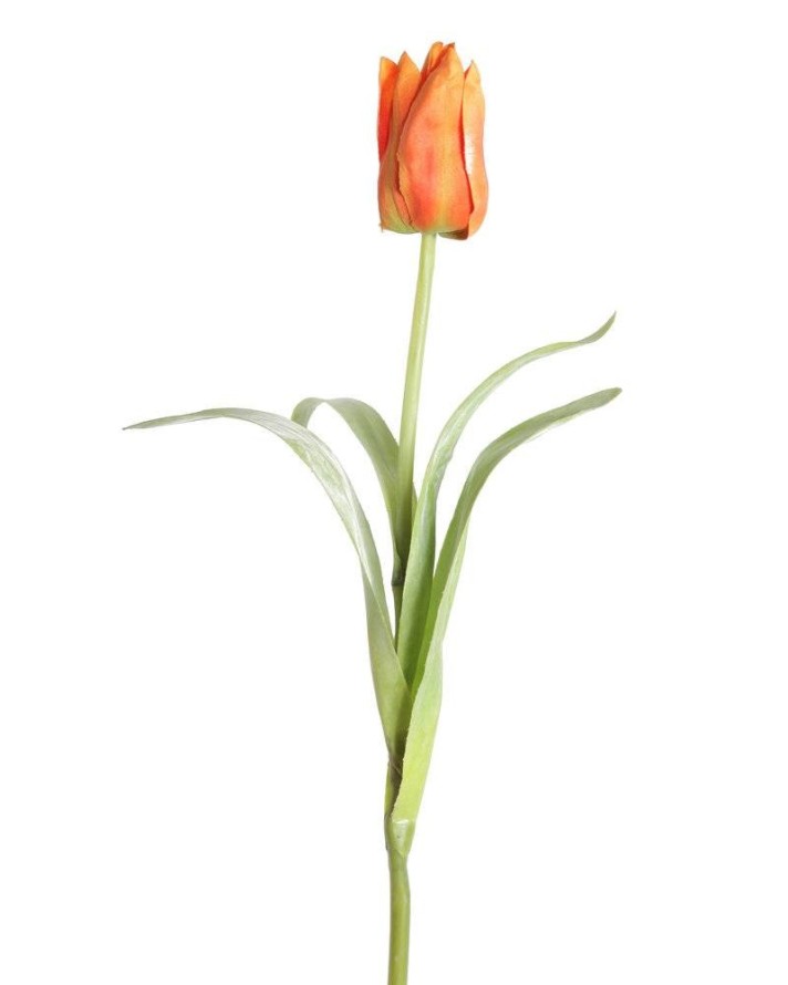 TULIPE POINTUE