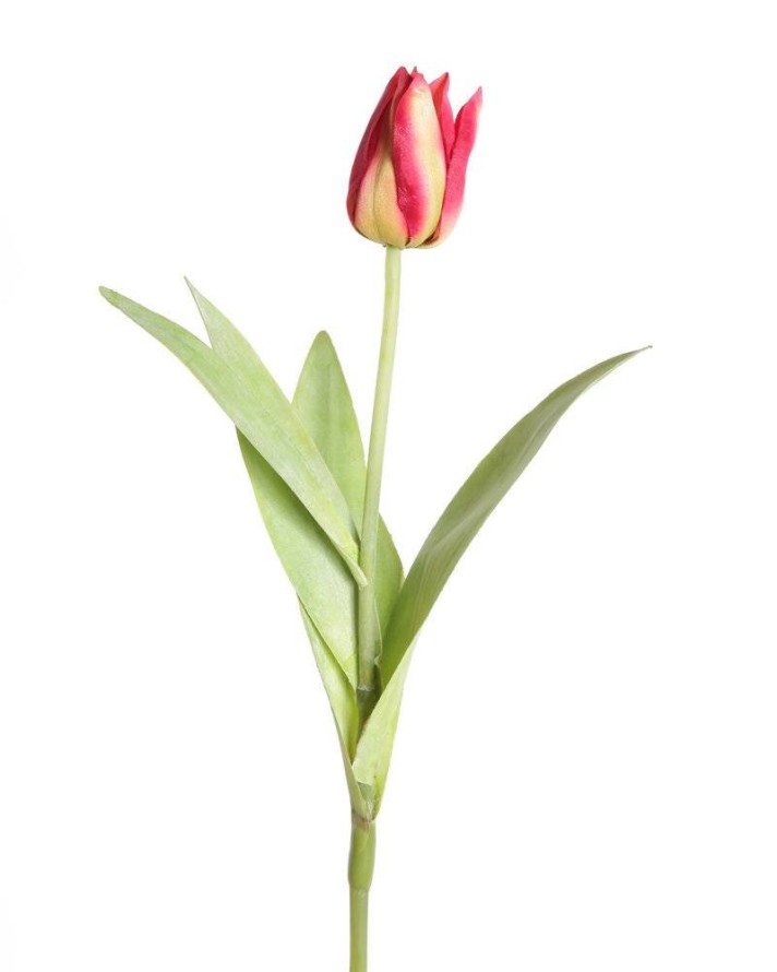 TULIPE POINTUE