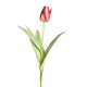 POINTED TULIP