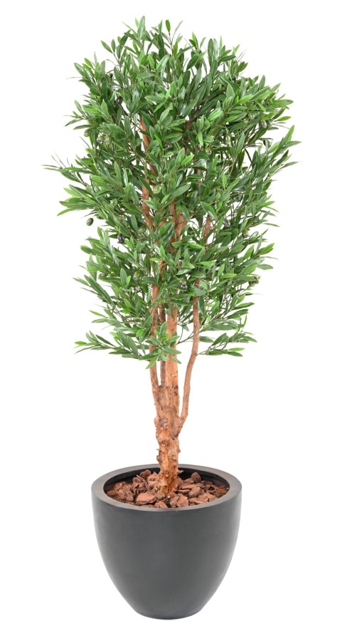 OLIVE TREE KNOTTY TRUNK PLAST UV