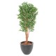 OLIVE TREE KNOTTY TRUNK PLAST UV