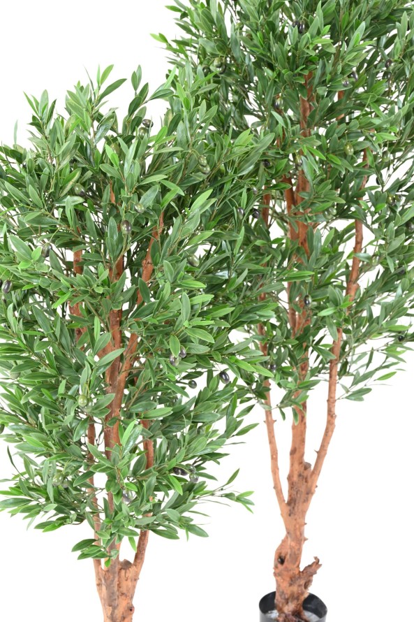 OLIVE TREE KNOTTY TRUNK PLAST UV