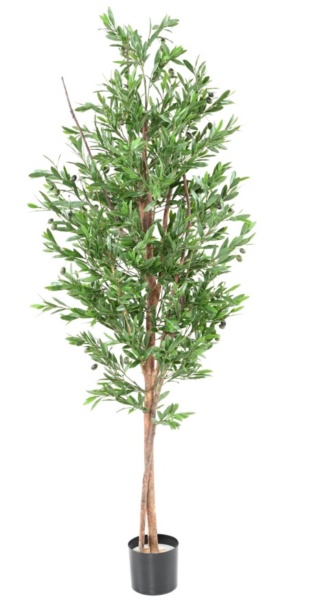 OLIVE TREE PLAST UV