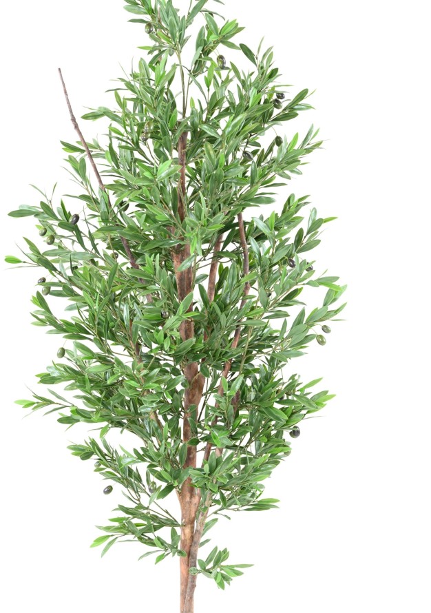 OLIVE TREE PLAST UV