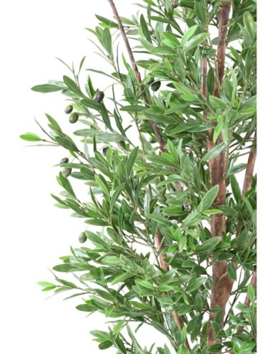 OLIVE TREE PLAST UV