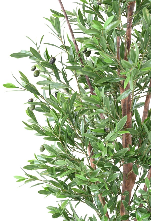 OLIVE TREE PLAST UV