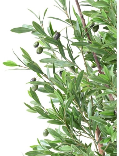 OLIVE TREE PLAST UV