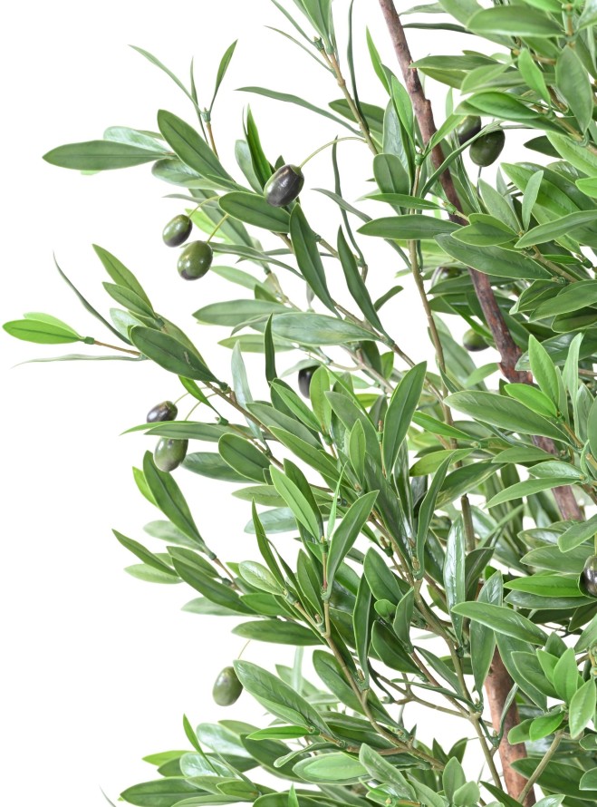 OLIVE TREE PLAST UV