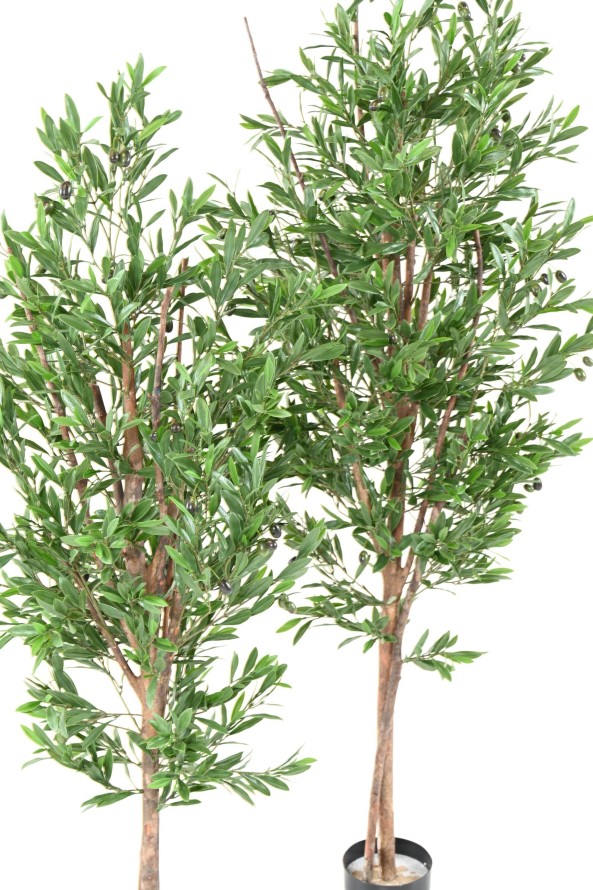 OLIVE TREE PLAST UV