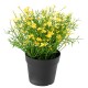 MARGUERITE MINI 20 pot