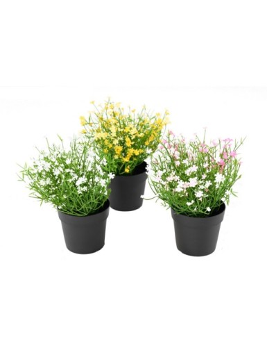 MARGUERITE MINI 20 pot