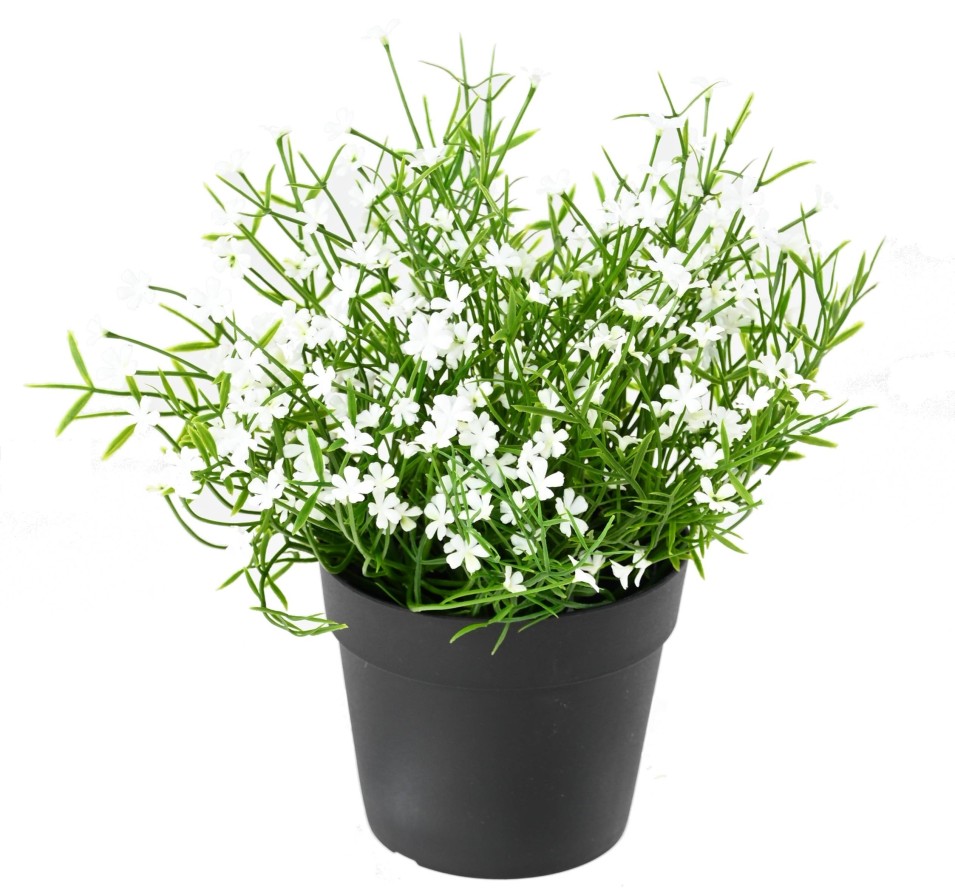 MARGUERITE MINI 20 pot