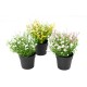 MARGUERITE MINI 20 pot