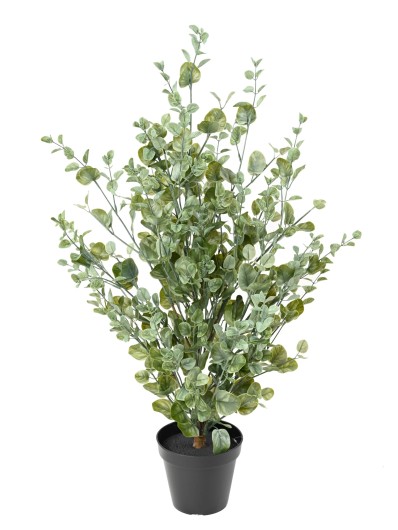 EUCALYPTUS BUISSON 90