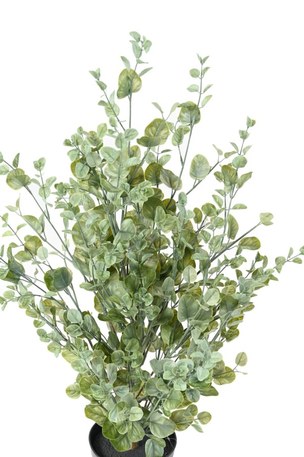 EUCALYPTUS BUSH 90