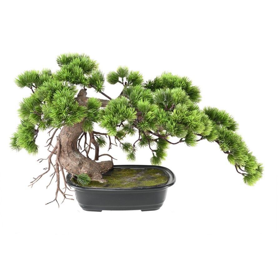 BONSAI PINE 37