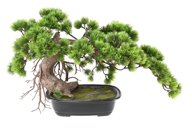 BONSAI PINE 37