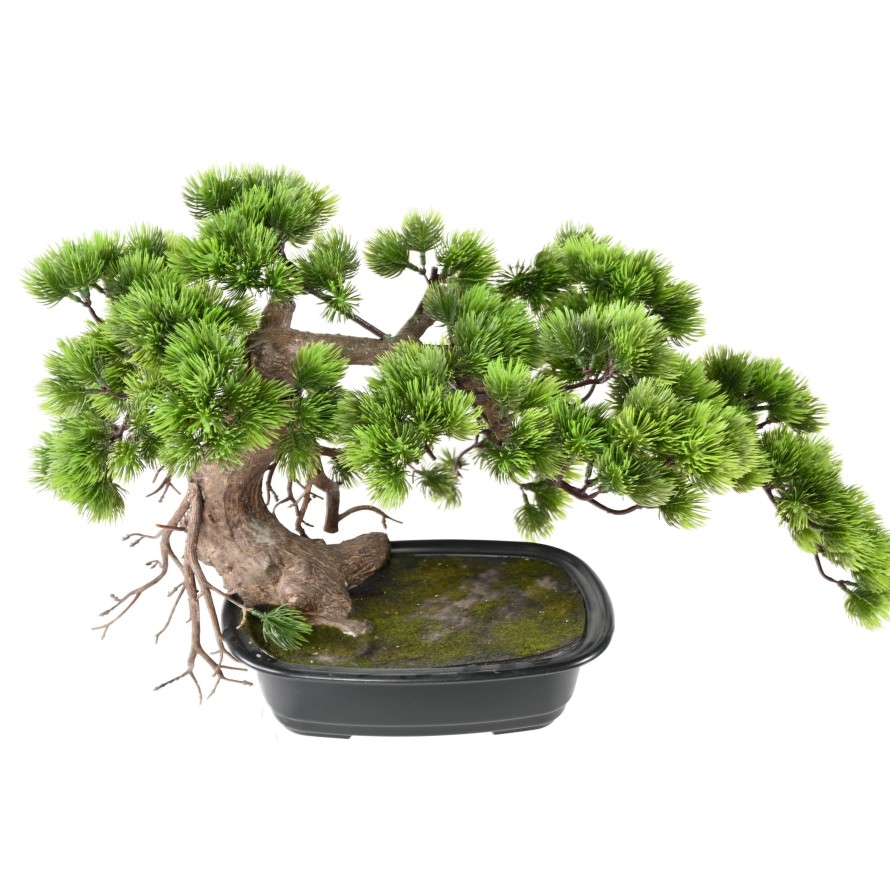 BONSAI PINE 37