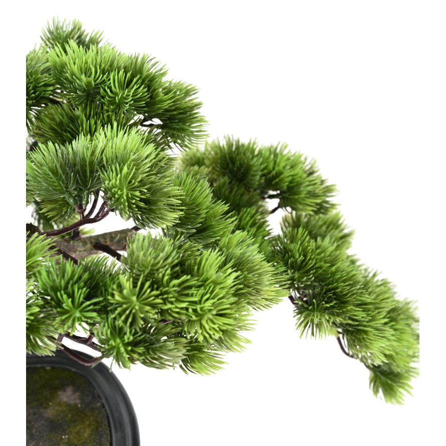 BONSAI PINE 37