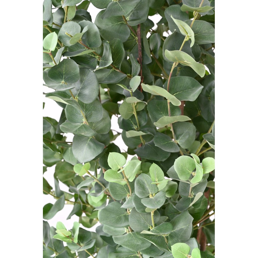 EUCALYPTUS GUNNII BUISSON