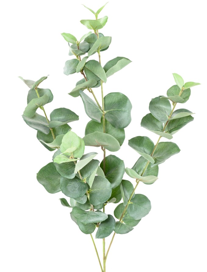 EUCALYPTUS GUNNII SPRAY