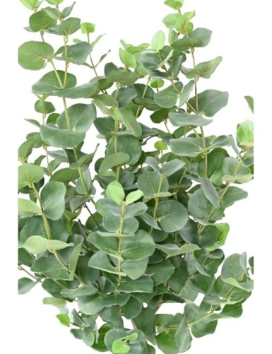 EUCALYPTUS GUNNII TIGE