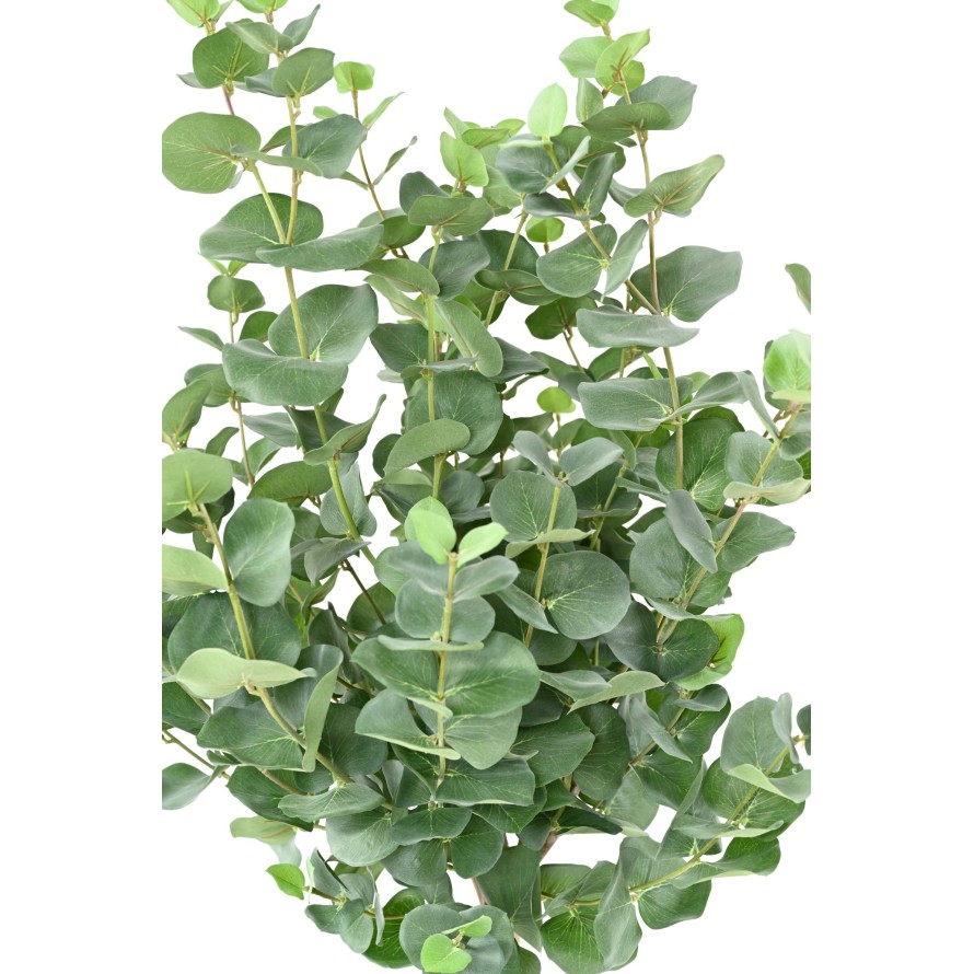 EUCALYPTUS GUNNII TIGE