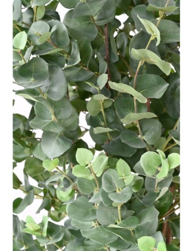 EUCALYPTUS GUNNII BUISSON