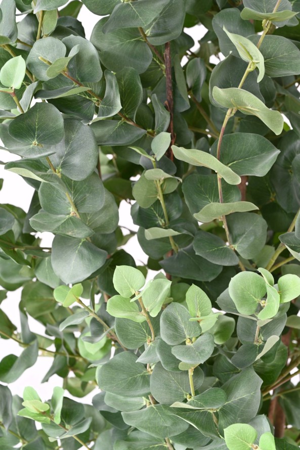 EUCALYPTUS GUNNII BUSH