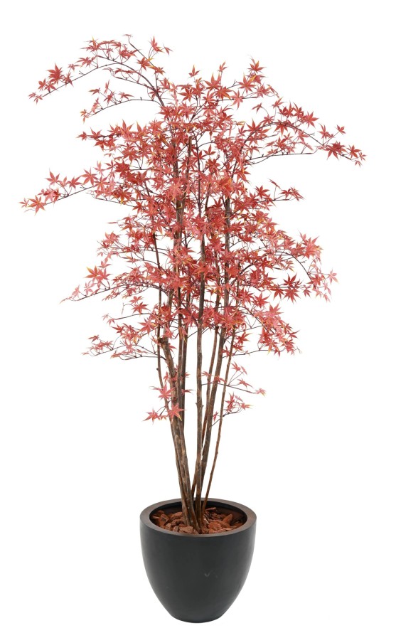 ARALIA PE UV