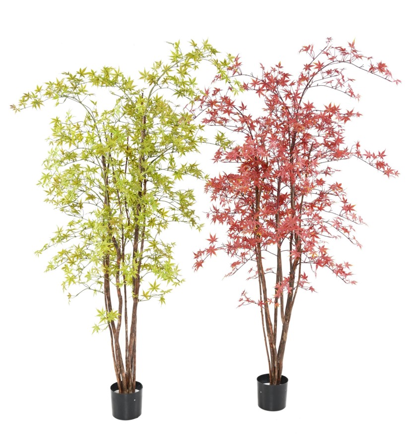 ARALIA PE UV