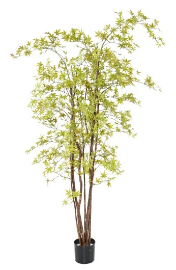 ARALIA PE UV