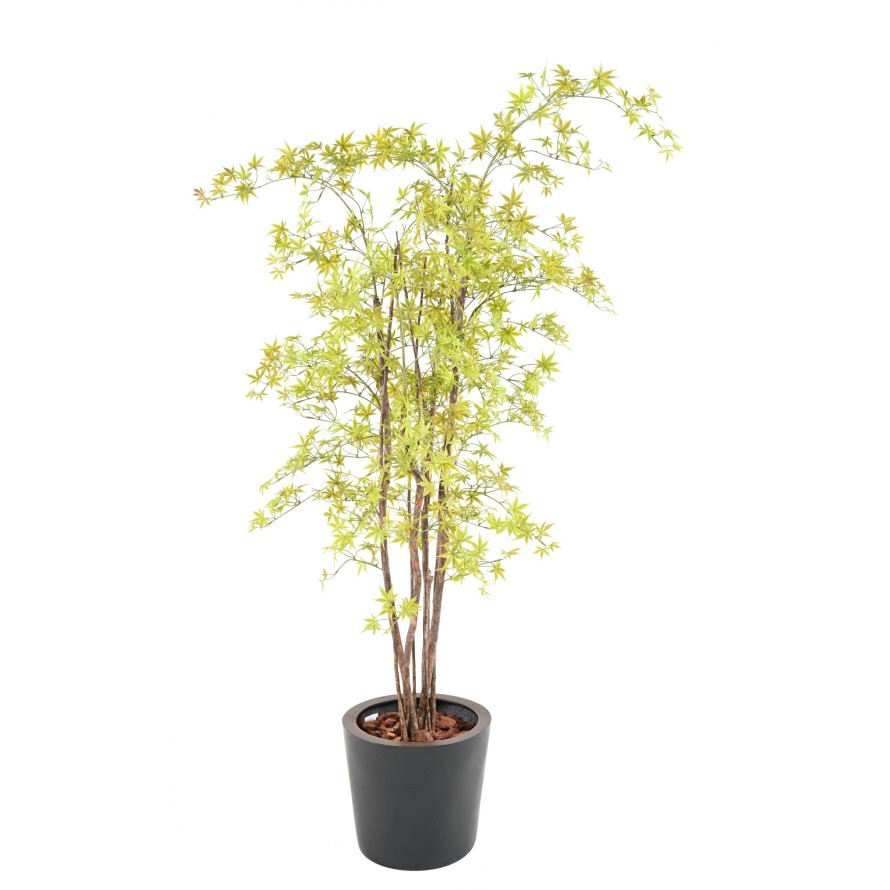 ARALIA PE UV