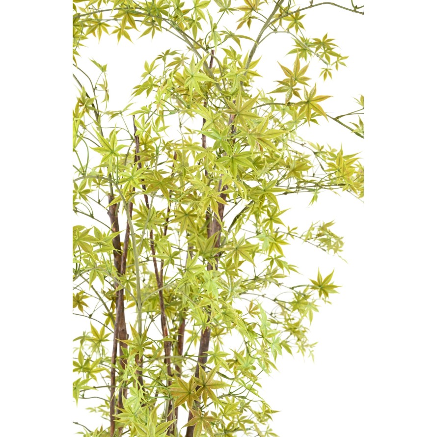 ARALIA PE UV