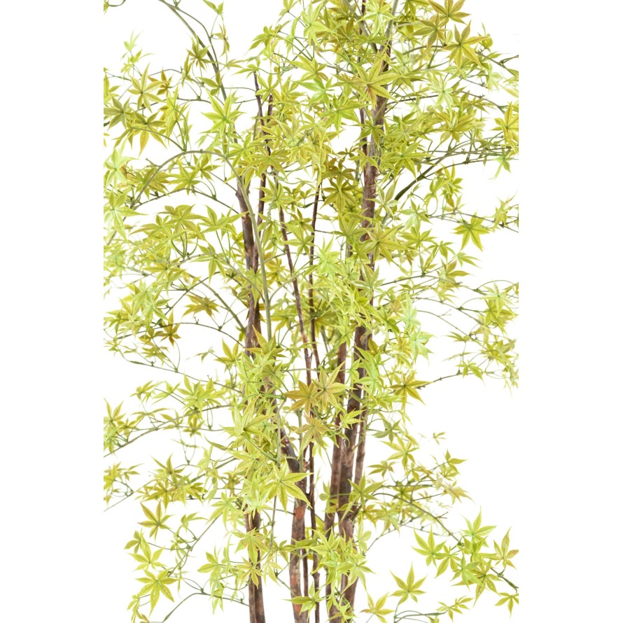 ARALIA PE UV