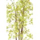 ARALIA PE UV