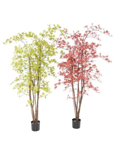 ARALIA PE UV