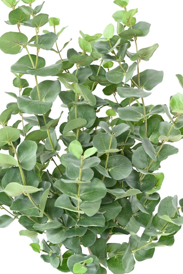 EUCALYPTUS GUNNII STEM