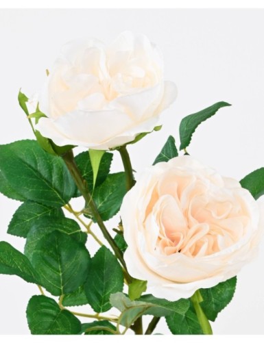 ROSE ANGLAISE 55