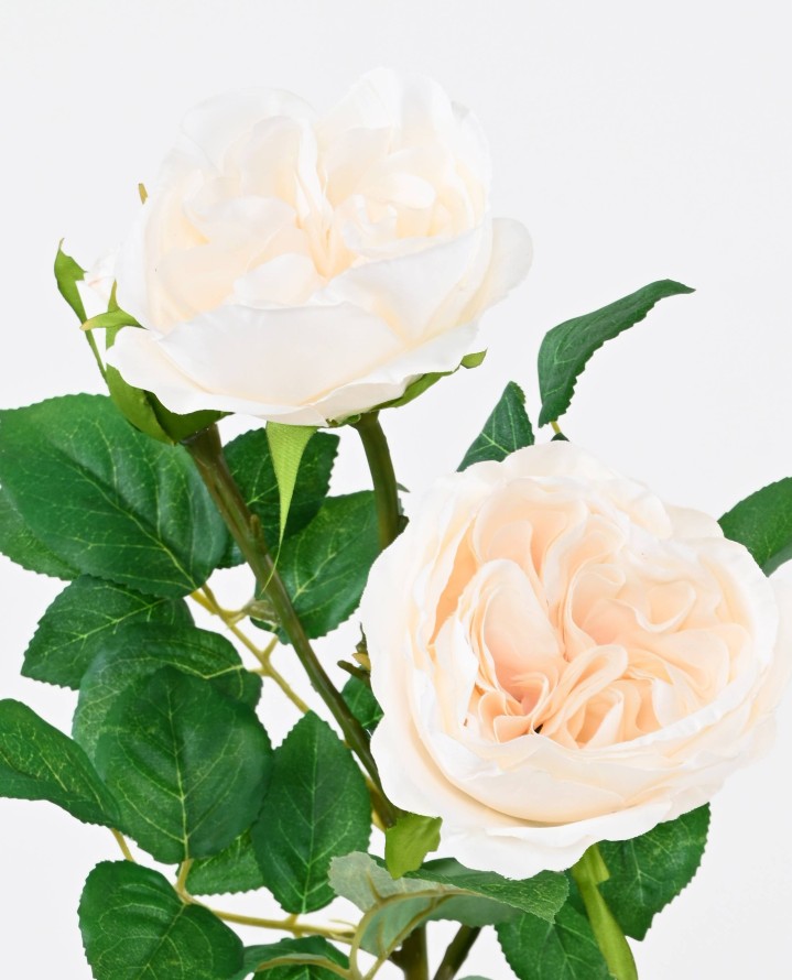 ROSE ANGLAISE 55