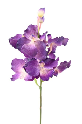 VANDA ORCHIDEE