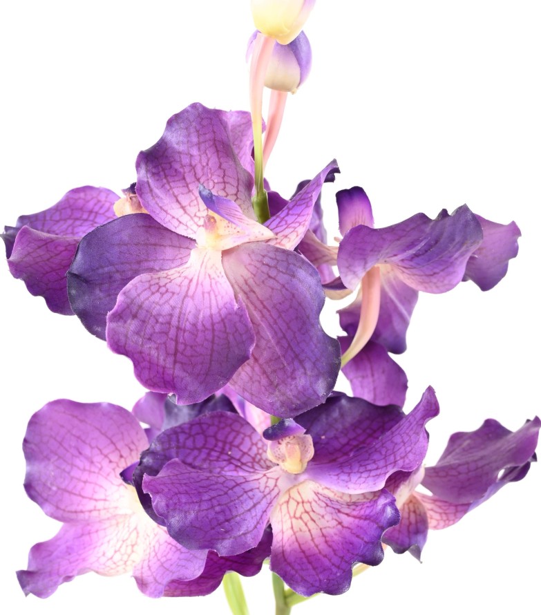 VANDA ORCHIDEE