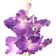 VANDA ORCHIDEE