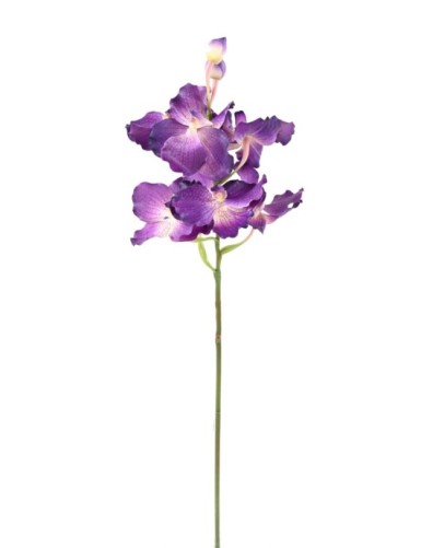 VANDA ORCHIDEE