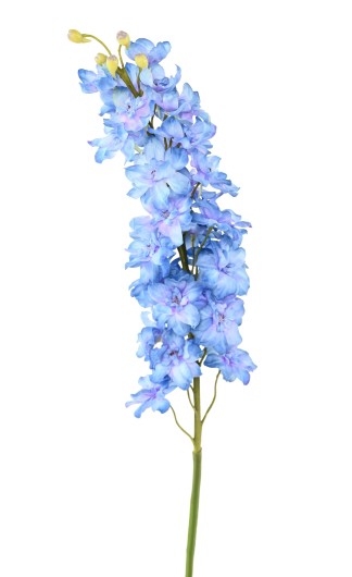 DELPHINIUM