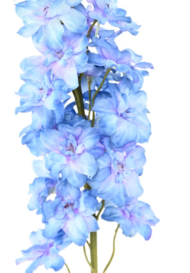 DELPHINIUM