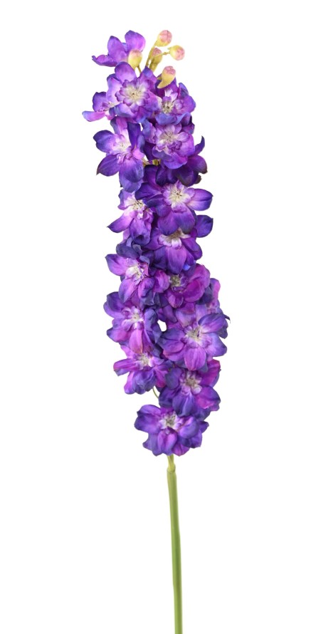 DELPHINIUM