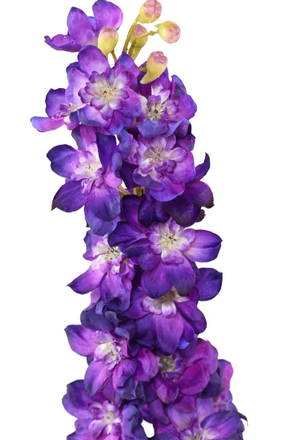 DELPHINIUM